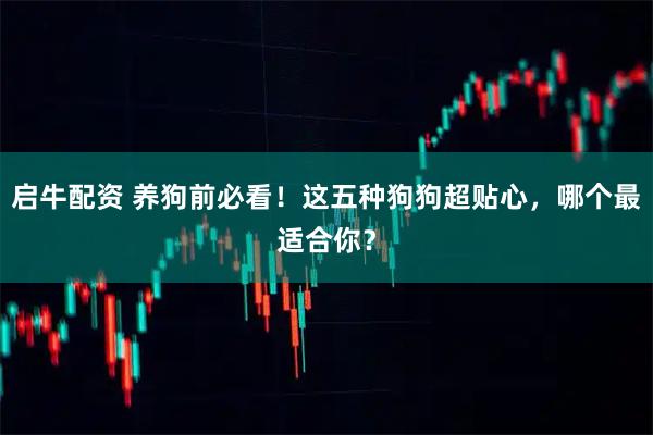 启牛配资 养狗前必看！这五种狗狗超贴心，哪个最适合你？